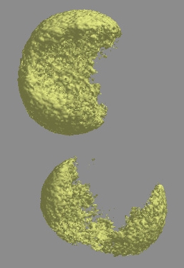 Rendered tomographic image of a healthy and aflatoxin infected corn kernel.
